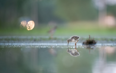 <i class='fa fa-user'></i>&nbsp;LeerdammerKees&nbsp;|   Tureluur&nbsp; <i class='fa fa-eye'>&nbsp;422</i> &nbsp;<i class='fa fa-thumbs-up'>&nbsp;6</i> &nbsp; <i class='fa fa-comment-o'>&nbsp;12</i>