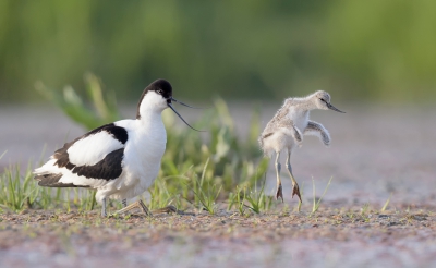 <i class='fa fa-user'></i>&nbsp;Henk Laverman&nbsp;|   Kluut&nbsp; <i class='fa fa-eye'>&nbsp;394</i> &nbsp;<i class='fa fa-thumbs-up'>&nbsp;12</i> &nbsp; <i class='fa fa-comment-o'>&nbsp;15</i>