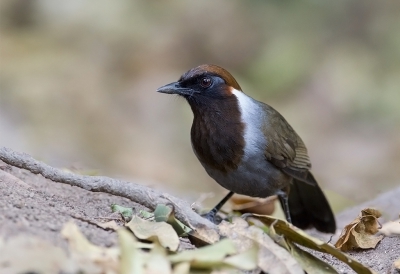 <i class='fa fa-user'></i>&nbsp;charlysax&nbsp;|   Witneklijstergaai&nbsp; <i class='fa fa-eye'>&nbsp;213</i> &nbsp;<i class='fa fa-thumbs-up'>&nbsp;2</i> &nbsp; <i class='fa fa-comment-o'>&nbsp;5</i>