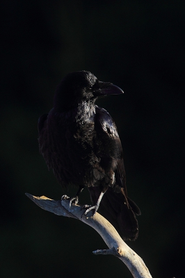 <i class='fa fa-user'></i>&nbsp;Alex Roetemeijer&nbsp;|   Raaf&nbsp; <i class='fa fa-eye'>&nbsp;398</i> &nbsp;<i class='fa fa-thumbs-up'>&nbsp;4</i> &nbsp; <i class='fa fa-comment-o'>&nbsp;4</i>