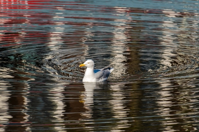 <i class='fa fa-user'></i>&nbsp;Willem Verhagen&nbsp;|   Zilvermeeuw&nbsp; <i class='fa fa-eye'>&nbsp;247</i> &nbsp;<i class='fa fa-thumbs-up'>&nbsp;1</i> &nbsp; <i class='fa fa-comment-o'>&nbsp;8</i>