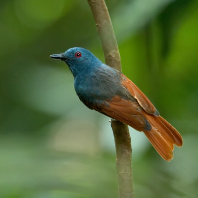 <i class='fa fa-user'></i>&nbsp;David Spelt&nbsp;|   Vuurvleugelphilentoma&nbsp; <i class='fa fa-eye'>&nbsp;322</i> &nbsp;<i class='fa fa-thumbs-up'>&nbsp;3</i> &nbsp; <i class='fa fa-comment-o'>&nbsp;6</i>