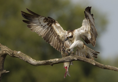 <i class='fa fa-user'></i>&nbsp;natuurflits&nbsp;|   Visarend&nbsp; <i class='fa fa-eye'>&nbsp;906</i> &nbsp;<i class='fa fa-thumbs-up'>&nbsp;30</i> &nbsp; <i class='fa fa-comment-o'>&nbsp;20</i>