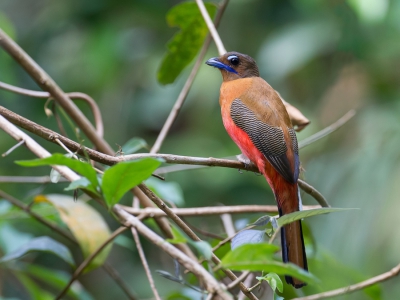 <i class='fa fa-user'></i>&nbsp;Paul van Giersbergen&nbsp;|   Roodrugtrogon&nbsp; <i class='fa fa-eye'>&nbsp;248</i> &nbsp;<i class='fa fa-thumbs-up'>&nbsp;4</i> &nbsp; <i class='fa fa-comment-o'>&nbsp;6</i>