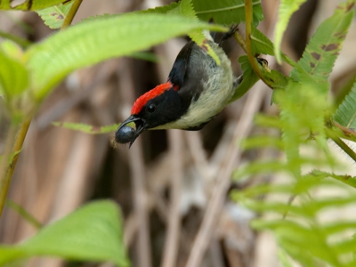 <i class='fa fa-user'></i>&nbsp;David Spelt&nbsp;|   Roodrughoningvogel&nbsp; <i class='fa fa-eye'>&nbsp;192</i> &nbsp; <i class='fa fa-comment-o'>&nbsp;3</i>