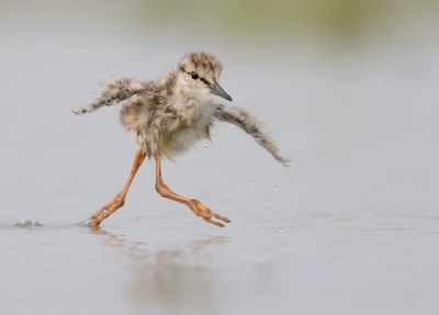 <i class='fa fa-user'></i>&nbsp;Henk Laverman&nbsp;|   Tureluur&nbsp; <i class='fa fa-eye'>&nbsp;532</i> &nbsp;<i class='fa fa-thumbs-up'>&nbsp;18</i> &nbsp; <i class='fa fa-comment-o'>&nbsp;15</i>