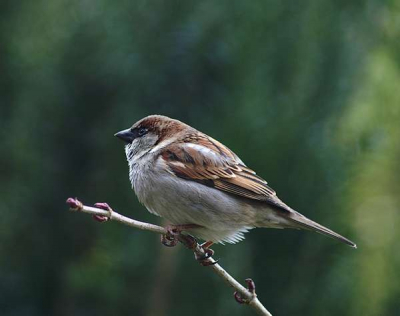 Gemaakt met Konica 5D
Focuslengte 230mm  ISO-400
1/40sec F5.6
Uit de hand genomen.