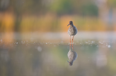 <i class='fa fa-user'></i>&nbsp;LeerdammerKees&nbsp;|   Tureluur&nbsp; <i class='fa fa-eye'>&nbsp;340</i> &nbsp;<i class='fa fa-thumbs-up'>&nbsp;8</i> &nbsp; <i class='fa fa-comment-o'>&nbsp;13</i>