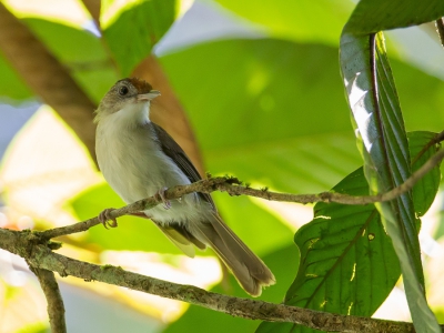 <i class='fa fa-user'></i>&nbsp;Paul van Giersbergen&nbsp;|   Schubkruintwijgtimalia&nbsp; <i class='fa fa-eye'>&nbsp;150</i> &nbsp; <i class='fa fa-comment-o'>&nbsp;1</i>