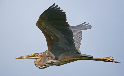 deze purperreiger heb ik ook op 15 juli gezien en vastgelegd, ben benieuwd of deze beter door de beoordeling komt