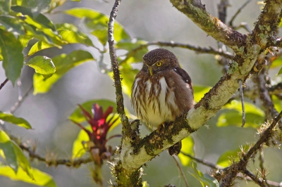 <i class='fa fa-user'></i>&nbsp;Brasil&nbsp;|   Braziliaanse Dwerguil&nbsp; <i class='fa fa-eye'>&nbsp;281</i> &nbsp;<i class='fa fa-thumbs-up'>&nbsp;5</i> &nbsp; <i class='fa fa-comment-o'>&nbsp;6</i>