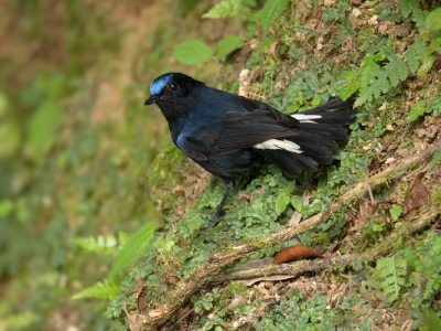 <i class='fa fa-user'></i>&nbsp;David Spelt&nbsp;|   Witstaartcallene&nbsp; <i class='fa fa-eye'>&nbsp;181</i> &nbsp; <i class='fa fa-comment-o'>&nbsp;1</i>