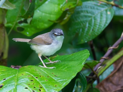 <i class='fa fa-user'></i>&nbsp;Paul van Giersbergen&nbsp;|   Roestprinia&nbsp; <i class='fa fa-eye'>&nbsp;155</i> &nbsp; <i class='fa fa-comment-o'>&nbsp;1</i>