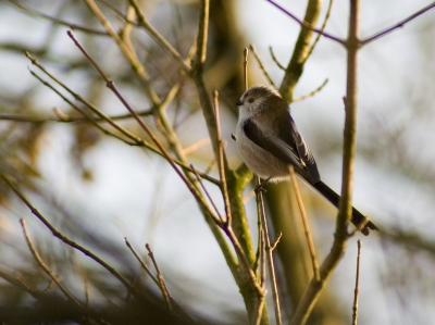 Ik wilde eigenlijk kuifeenden fotograferen, maar onderweg kwam ik een aantal Staartmezen tegen. De autofocus met mijn Nikon 70-300mm lens werkt nogal traag en moeizaam, dus moest ik manueel scherpstellen, wat nogal lastig was met deze beweeglijke vogels.
1/320 bij f5.6, ISO 250, 300mm, foto is crop van origineel.