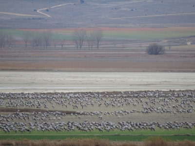 <i class='fa fa-user'></i>&nbsp;sieb&nbsp;|   Kraanvogel&nbsp; <i class='fa fa-eye'>&nbsp;426</i> &nbsp;<i class='fa fa-thumbs-up'>&nbsp;13</i> &nbsp; <i class='fa fa-comment-o'>&nbsp;20</i>