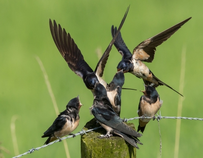 <i class='fa fa-user'></i>&nbsp;tjitte&nbsp;|   Boerenzwaluw&nbsp; <i class='fa fa-eye'>&nbsp;424</i> &nbsp;<i class='fa fa-thumbs-up'>&nbsp;8</i> &nbsp; <i class='fa fa-comment-o'>&nbsp;12</i>