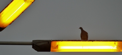 <i class='fa fa-user'></i>&nbsp;Fons Hoiting&nbsp;|   Houtduif&nbsp; <i class='fa fa-eye'>&nbsp;251</i> &nbsp;<i class='fa fa-thumbs-up'>&nbsp;5</i> &nbsp; <i class='fa fa-comment-o'>&nbsp;8</i>