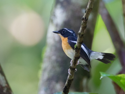 <i class='fa fa-user'></i>&nbsp;Paul van Giersbergen&nbsp;|   Oranjeborstvliegenvanger&nbsp; <i class='fa fa-eye'>&nbsp;182</i> &nbsp; <i class='fa fa-comment-o'>&nbsp;1</i>