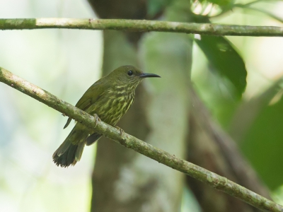 <i class='fa fa-user'></i>&nbsp;Paul van Giersbergen&nbsp;|   Gestreepte Honingzuiger&nbsp; <i class='fa fa-eye'>&nbsp;148</i> &nbsp; <i class='fa fa-comment-o'>&nbsp;0</i>