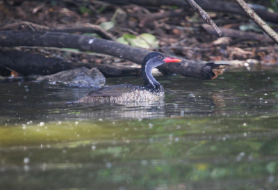 Vanuit boot gefotografeerd op Lake Mburo in Oeganda. Moeilijk te fotograferen omdat hij zich ophoudt in de donkere oever.