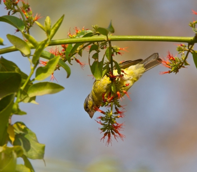 <i class='fa fa-user'></i>&nbsp;gras4711&nbsp;|   Mozambiquesijs&nbsp; <i class='fa fa-eye'>&nbsp;363</i> &nbsp; <i class='fa fa-comment-o'>&nbsp;2</i>