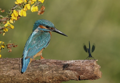 <i class='fa fa-user'></i>&nbsp;Gejo Wassink&nbsp;|   IJsvogel&nbsp; <i class='fa fa-eye'>&nbsp;598</i> &nbsp;<i class='fa fa-thumbs-up'>&nbsp;10</i> &nbsp; <i class='fa fa-comment-o'>&nbsp;37</i>