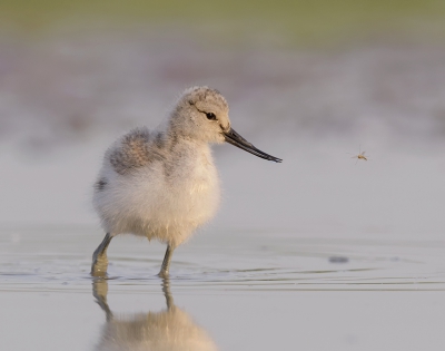 <i class='fa fa-user'></i>&nbsp;Henk Laverman&nbsp;|   Kluut&nbsp; <i class='fa fa-eye'>&nbsp;217</i> &nbsp;<i class='fa fa-thumbs-up'>&nbsp;2</i> &nbsp; <i class='fa fa-comment-o'>&nbsp;7</i>