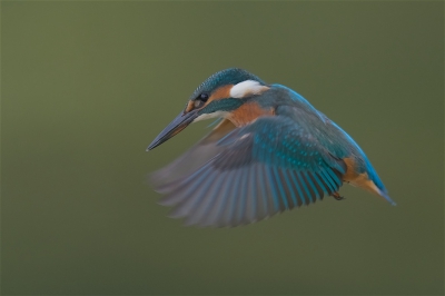 <i class='fa fa-user'></i>&nbsp;Harry Jamont&nbsp;|   IJsvogel&nbsp; <i class='fa fa-eye'>&nbsp;476</i> &nbsp;<i class='fa fa-thumbs-up'>&nbsp;5</i> &nbsp; <i class='fa fa-comment-o'>&nbsp;16</i>