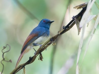 <i class='fa fa-user'></i>&nbsp;Paul van Giersbergen&nbsp;|   Vuurvleugelphilentoma&nbsp; <i class='fa fa-eye'>&nbsp;183</i> &nbsp; <i class='fa fa-comment-o'>&nbsp;2</i>