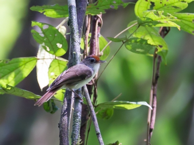 <i class='fa fa-user'></i>&nbsp;Paul van Giersbergen&nbsp;|   Roodkaptwijgtimalia&nbsp; <i class='fa fa-eye'>&nbsp;153</i> &nbsp; <i class='fa fa-comment-o'>&nbsp;1</i>