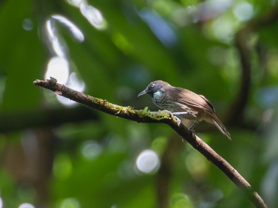 <i class='fa fa-user'></i>&nbsp;Paul van Giersbergen&nbsp;|   Roodstuitboomtimalia&nbsp; <i class='fa fa-eye'>&nbsp;147</i> &nbsp; <i class='fa fa-comment-o'>&nbsp;1</i>