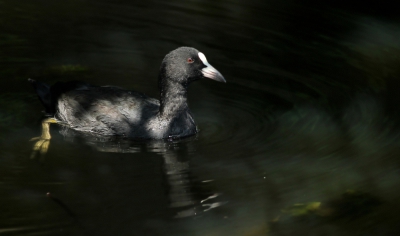 <i class='fa fa-user'></i>&nbsp;kruisje2000&nbsp;|   Meerkoet&nbsp; <i class='fa fa-eye'>&nbsp;265</i> &nbsp; <i class='fa fa-comment-o'>&nbsp;13</i>