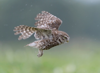 <i class='fa fa-user'></i>&nbsp;Henk Laverman&nbsp;|   Steenuil&nbsp; <i class='fa fa-eye'>&nbsp;377</i> &nbsp;<i class='fa fa-thumbs-up'>&nbsp;5</i> &nbsp; <i class='fa fa-comment-o'>&nbsp;8</i>