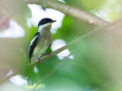 <i class='fa fa-user'></i>&nbsp;Paul van Giersbergen&nbsp;|   Bonte Dwergtriller&nbsp; <i class='fa fa-eye'>&nbsp;173</i> &nbsp;<i class='fa fa-thumbs-up'>&nbsp;2</i> &nbsp; <i class='fa fa-comment-o'>&nbsp;4</i>