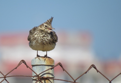 <i class='fa fa-user'></i>&nbsp;sieb&nbsp;|   Kuifleeuwerik&nbsp; <i class='fa fa-eye'>&nbsp;291</i> &nbsp; <i class='fa fa-comment-o'>&nbsp;14</i>