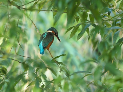 <i class='fa fa-user'></i>&nbsp;corvanspijk&nbsp;|   IJsvogel&nbsp; <i class='fa fa-eye'>&nbsp;677</i> &nbsp;<i class='fa fa-thumbs-up'>&nbsp;21</i> &nbsp; <i class='fa fa-comment-o'>&nbsp;25</i>