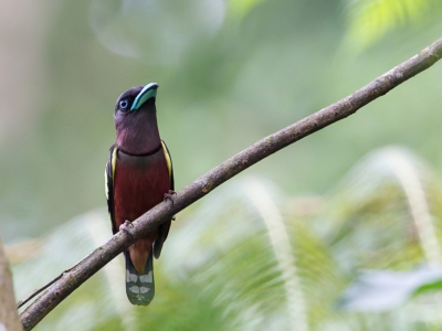 <i class='fa fa-user'></i>&nbsp;Paul van Giersbergen&nbsp;|   Javaanse Hapvogel&nbsp; <i class='fa fa-eye'>&nbsp;230</i> &nbsp; <i class='fa fa-comment-o'>&nbsp;4</i>