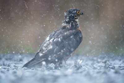 <i class='fa fa-user'></i>&nbsp;Ties Niehof&nbsp;|   Sperwer&nbsp; <i class='fa fa-eye'>&nbsp;523</i> &nbsp;<i class='fa fa-thumbs-up'>&nbsp;6</i> &nbsp; <i class='fa fa-comment-o'>&nbsp;12</i>