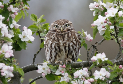 <i class='fa fa-user'></i>&nbsp;Gejo Wassink&nbsp;|   Steenuil&nbsp; <i class='fa fa-eye'>&nbsp;571</i> &nbsp;<i class='fa fa-thumbs-up'>&nbsp;7</i> &nbsp; <i class='fa fa-comment-o'>&nbsp;19</i>