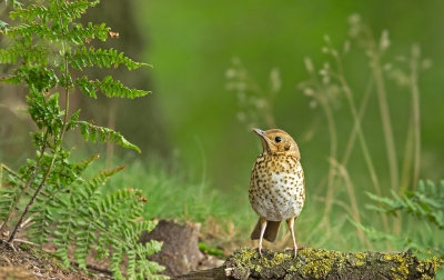 <i class='fa fa-user'></i>&nbsp;nelappelmelk&nbsp;|   Zanglijster&nbsp; <i class='fa fa-eye'>&nbsp;424</i> &nbsp;<i class='fa fa-thumbs-up'>&nbsp;4</i> &nbsp; <i class='fa fa-comment-o'>&nbsp;14</i>