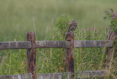 <i class='fa fa-user'></i>&nbsp;Rob wijn&nbsp;|   Steenuil&nbsp; <i class='fa fa-eye'>&nbsp;534</i> &nbsp;<i class='fa fa-thumbs-up'>&nbsp;5</i> &nbsp; <i class='fa fa-comment-o'>&nbsp;23</i>