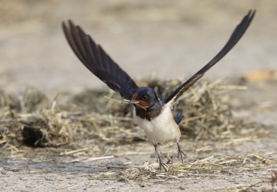 <i class='fa fa-user'></i>&nbsp;loek van de Leur&nbsp;|   Boerenzwaluw&nbsp; <i class='fa fa-eye'>&nbsp;282</i> &nbsp; <i class='fa fa-comment-o'>&nbsp;2</i>