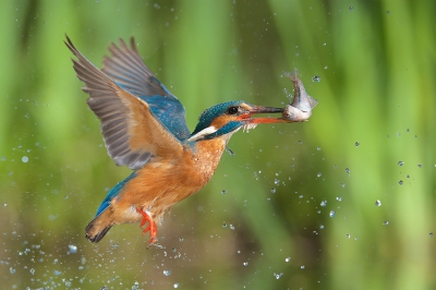 <i class='fa fa-user'></i>&nbsp;Corn� van Oosterhout&nbsp;|   IJsvogel&nbsp; <i class='fa fa-eye'>&nbsp;442</i> &nbsp;<i class='fa fa-thumbs-up'>&nbsp;14</i> &nbsp; <i class='fa fa-comment-o'>&nbsp;9</i>