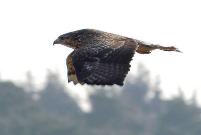 Gemaakt met Dynax 5D
Focus 300mm   ISO-200
1/500sec  F10