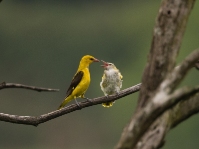 <i class='fa fa-user'></i>&nbsp;Peter van Eijk&nbsp;|   Wielewaal&nbsp; <i class='fa fa-eye'>&nbsp;765</i> &nbsp;<i class='fa fa-thumbs-up'>&nbsp;4</i> &nbsp; <i class='fa fa-comment-o'>&nbsp;10</i>