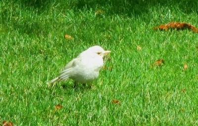 Vandaag een jonge  albino merel met zijn vader in onze tuin. Hopelijk overleeft hij de kat van de buren.