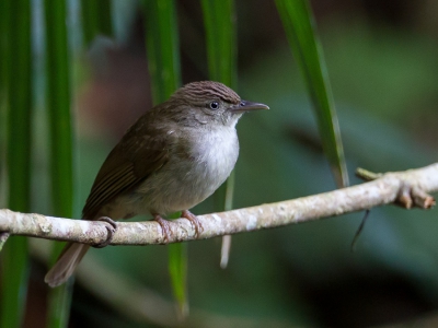<i class='fa fa-user'></i>&nbsp;Paul van Giersbergen&nbsp;|   Bruinbuikbuulbuul&nbsp; <i class='fa fa-eye'>&nbsp;187</i> &nbsp; <i class='fa fa-comment-o'>&nbsp;1</i>
