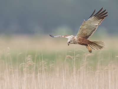 <i class='fa fa-user'></i>&nbsp;vogeljan&nbsp;|   Bruine Kiekendief&nbsp; <i class='fa fa-eye'>&nbsp;478</i> &nbsp;<i class='fa fa-thumbs-up'>&nbsp;8</i> &nbsp; <i class='fa fa-comment-o'>&nbsp;15</i>