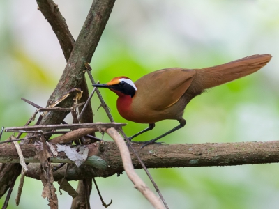 <i class='fa fa-user'></i>&nbsp;Paul van Giersbergen&nbsp;|   Ralbabbelaar&nbsp; <i class='fa fa-eye'>&nbsp;291</i> &nbsp;<i class='fa fa-thumbs-up'>&nbsp;3</i> &nbsp; <i class='fa fa-comment-o'>&nbsp;4</i>