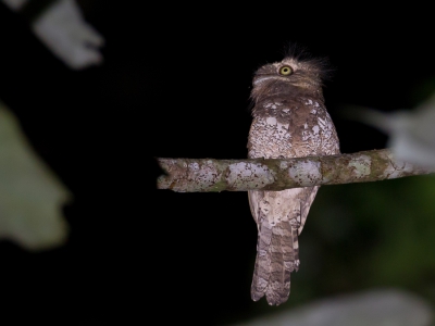 <i class='fa fa-user'></i>&nbsp;Paul van Giersbergen&nbsp;|   Blyths Kikkerbek&nbsp; <i class='fa fa-eye'>&nbsp;327</i> &nbsp; <i class='fa fa-comment-o'>&nbsp;3</i>